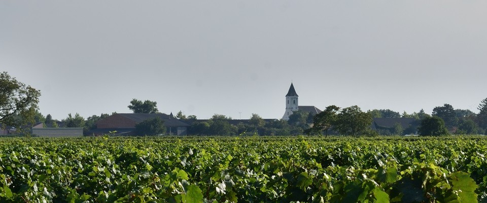 Apetlon1